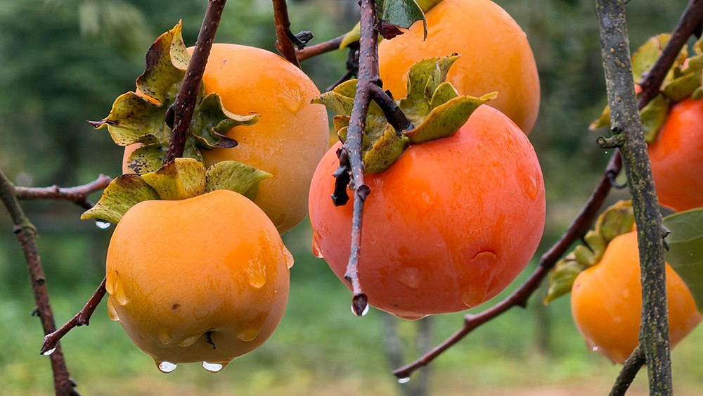 Mộc Châu mùa hồng chín, ai đến cũng ngẩn ngơ- Ảnh 10.