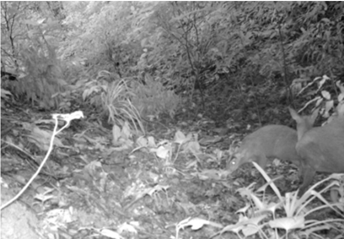 Đặt camera giữa rừng sâu, các nhà khoa học tình cờ phát hiện loài vật đã công bố tuyệt chủng gần 100 năm- Ảnh 1.