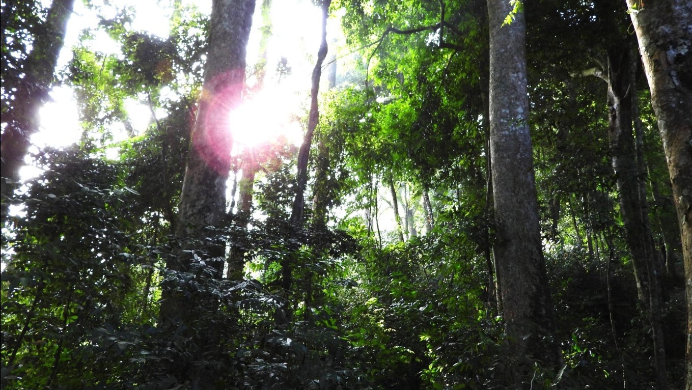 Đặt camera giữa rừng sâu, các nhà khoa học tình cờ phát hiện loài vật đã công bố tuyệt chủng gần 100 năm- Ảnh 4.