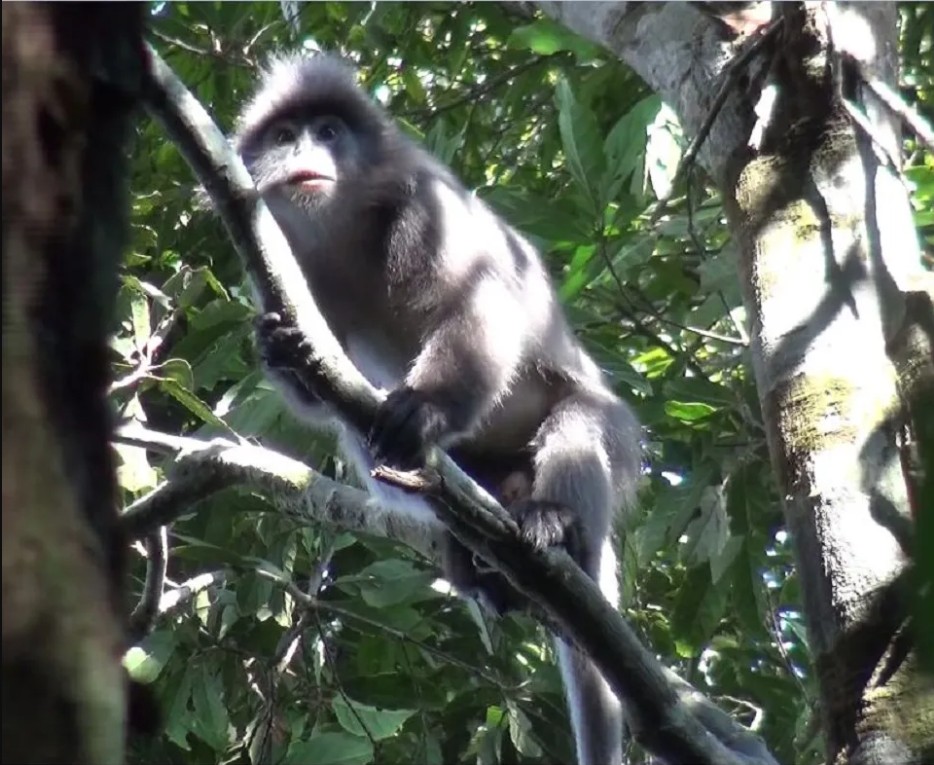 Đặt camera giữa rừng sâu, các nhà khoa học tình cờ phát hiện loài vật đã công bố tuyệt chủng gần 100 năm- Ảnh 3.