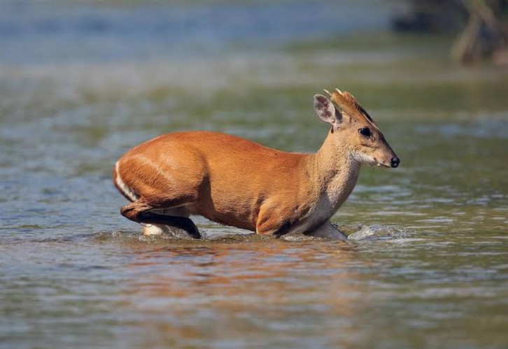 Đặt camera giữa rừng sâu, các nhà khoa học tình cờ phát hiện loài vật đã công bố tuyệt chủng gần 100 năm- Ảnh 5.