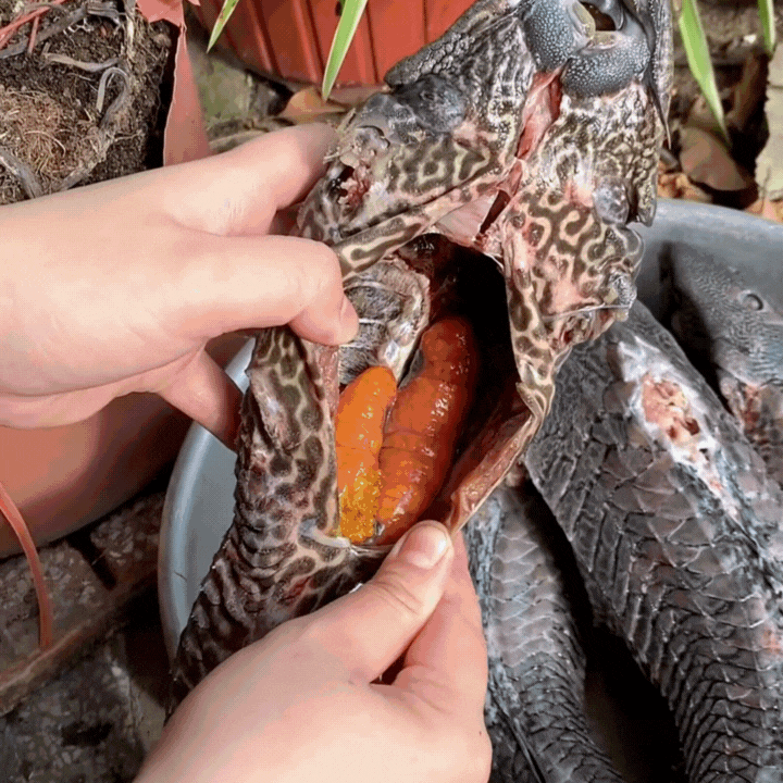 "Thủy quái thời tiền sử" được hội Tiktoker rần rần mukbang gây sốt cộng đồng mạng- Ảnh 5.