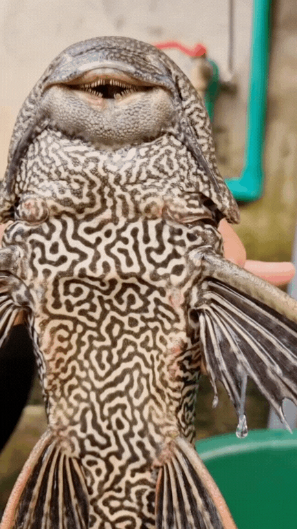 "Thủy quái thời tiền sử" được hội Tiktoker rần rần mukbang gây sốt cộng đồng mạng- Ảnh 1.