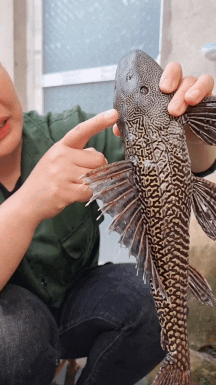 "Thủy quái thời tiền sử" được hội Tiktoker rần rần mukbang gây sốt cộng đồng mạng- Ảnh 2.