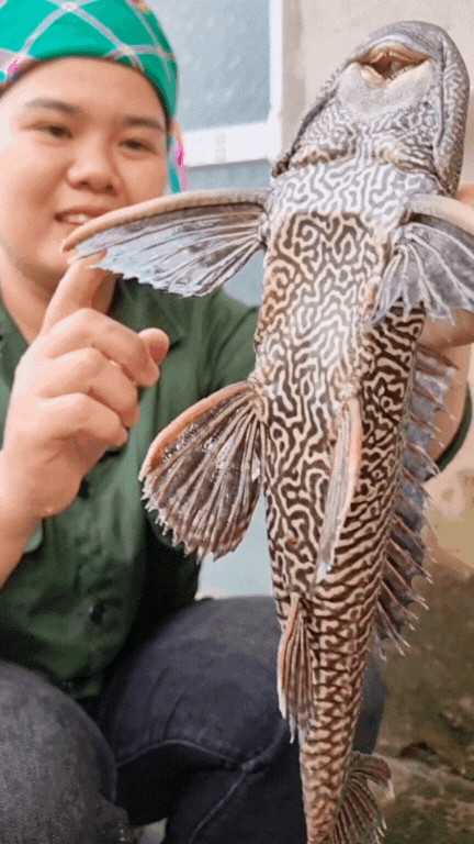 "Thủy quái thời tiền sử" được hội Tiktoker rần rần mukbang gây sốt cộng đồng mạng- Ảnh 3.