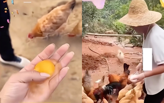 “Hồi sinh” người chết dậy bán trà, nhà vô địch Olympic đi bán trứng gà: 