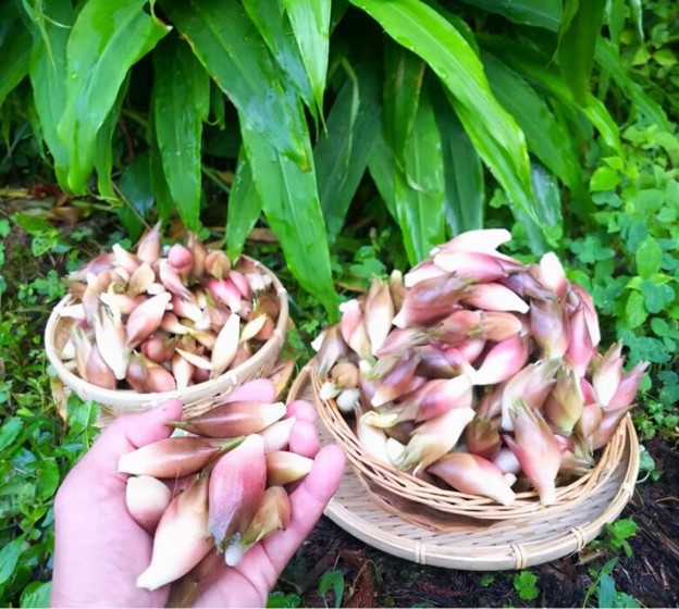 Loại rau mọc hoang ở rừng nhưng được coi là "nhân sâm châu Á"- Ảnh 4.