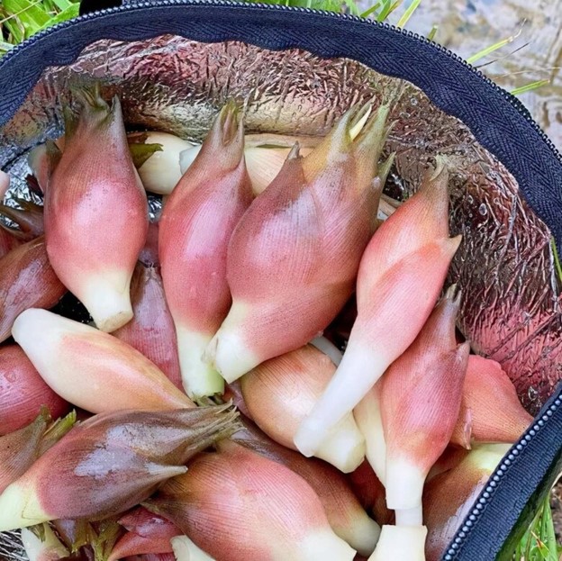 Loại rau mọc hoang ở rừng nhưng được coi là "nhân sâm châu Á"- Ảnh 5.