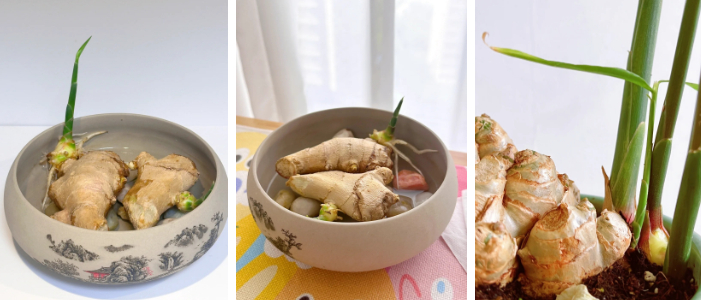 Không ngờ củ gừng bé xíu trong bếp lại là "bảo bối" phong thủy, giúp cả nhà tôi tránh nồm ẩm mốc, đón vượng khí!- Ảnh 3.