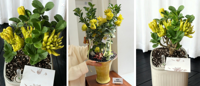 Gừng bonsai đã hot, chị em còn đang săn lùng cây "Thần Tài" phật thủ bonsai đón Tết Nguyên đán 2026: Vừa thơm sang chảnh lại hút trọn phúc khí!- Ảnh 4.