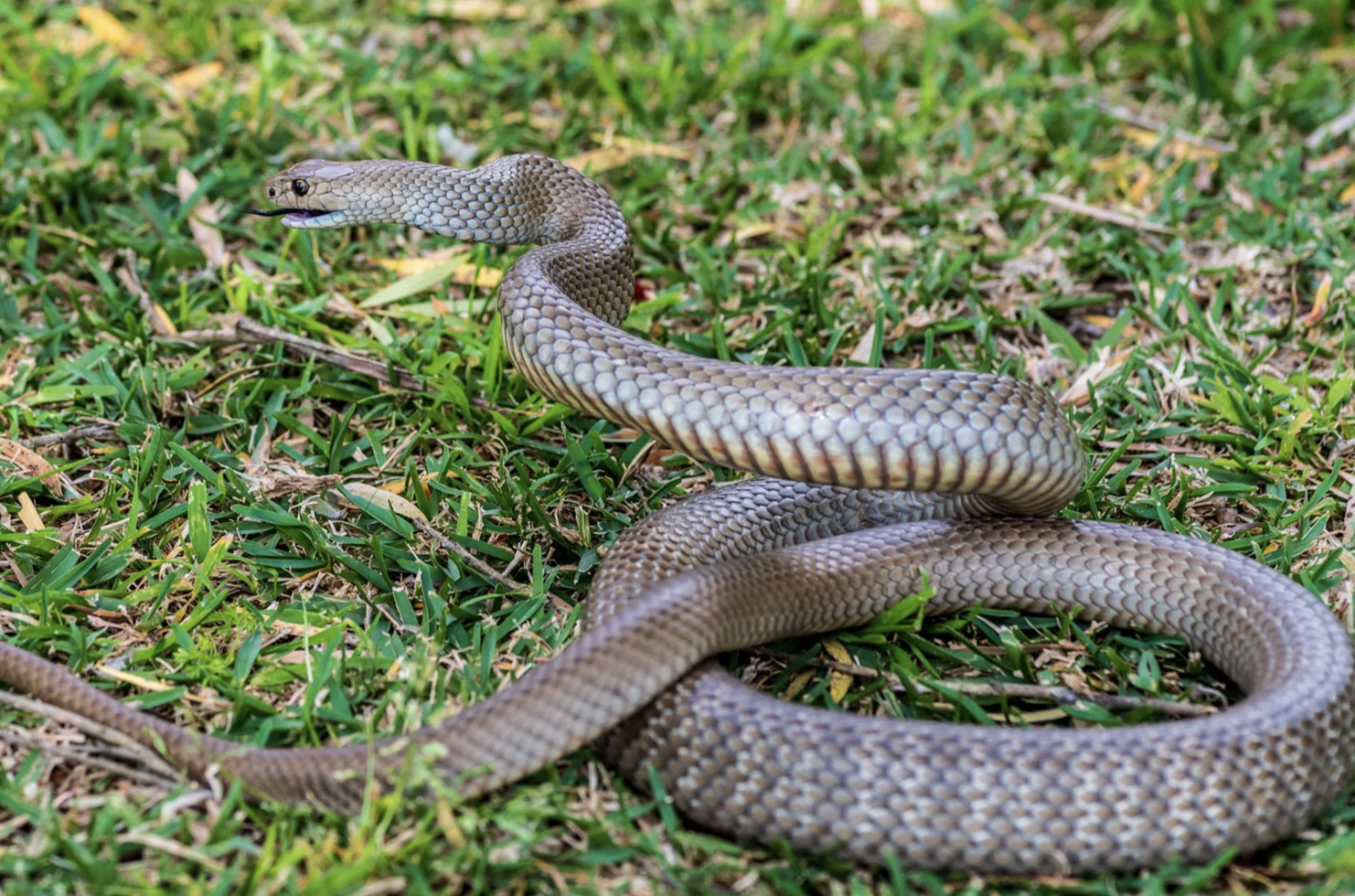 Đừng làm điều này khi gặp rắn vì chúng không sợ đâu - chuyên gia đã kiểm chứng- Ảnh 1. Đừng làm điều này khi gặp rắn vì chúng không sợ đâu - chuyên gia đã kiểm chứng- Ảnh 1.