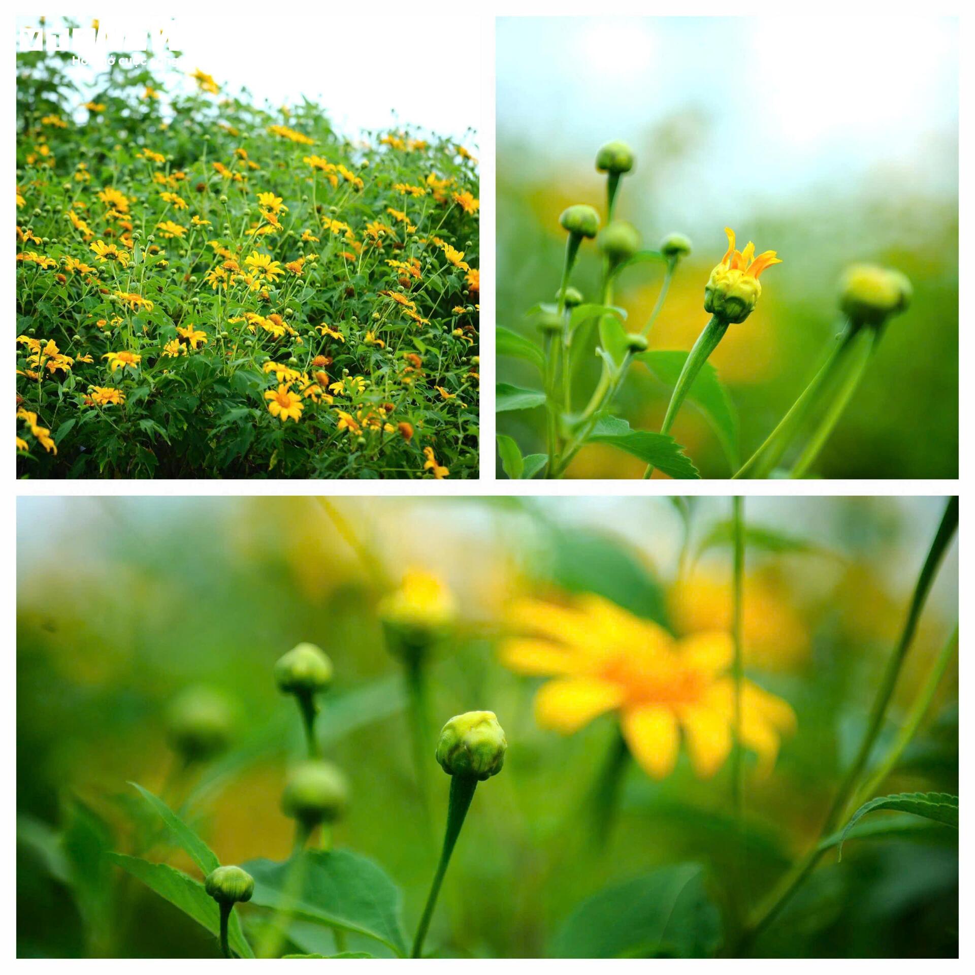 Dã quỳ nhuộm vàng phố núi, Đà Lạt vào mùa đẹp nhất năm- Ảnh 11.