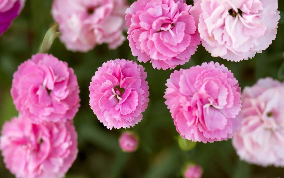 Ông bà dặn Ông bà dặn