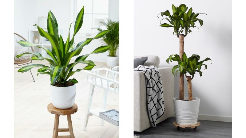 Khuyên bạn trồng ngay 3 loại cây này: Hút tiền như nam châm, kéo tài lộc vào nhà không đếm xuể còn dễ chăm sóc- Ảnh 3.