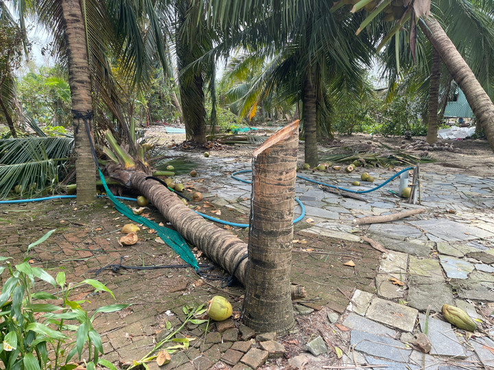 Chủ nhân 'cây dừa bị tôn bay chém đứt thân' trong bão số 13 nói gì?- Ảnh 3.