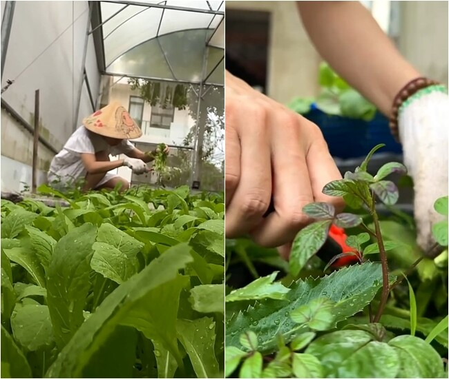 Chuyện ăn uống của Mỹ Tâm gây bất ngờ lớn- Ảnh 4.