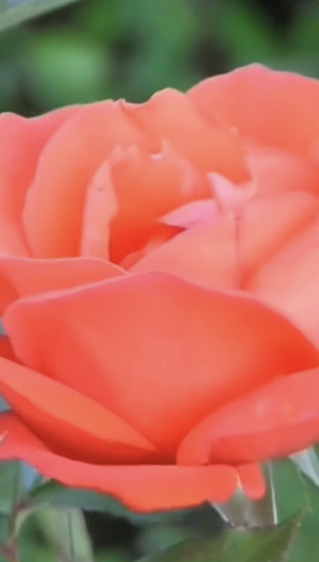 Tình trạng “đáng báo động” của khách Tây khi thử đặc sản Việt Nam- Ảnh 5.