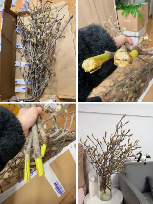 “Cành cây khô” giá bạc triệu khiến hội chị em phát sốt: Mộc lan chơi được cả tháng, nở rộ như tranh nếu biết chăm đúng cách- Ảnh 2.