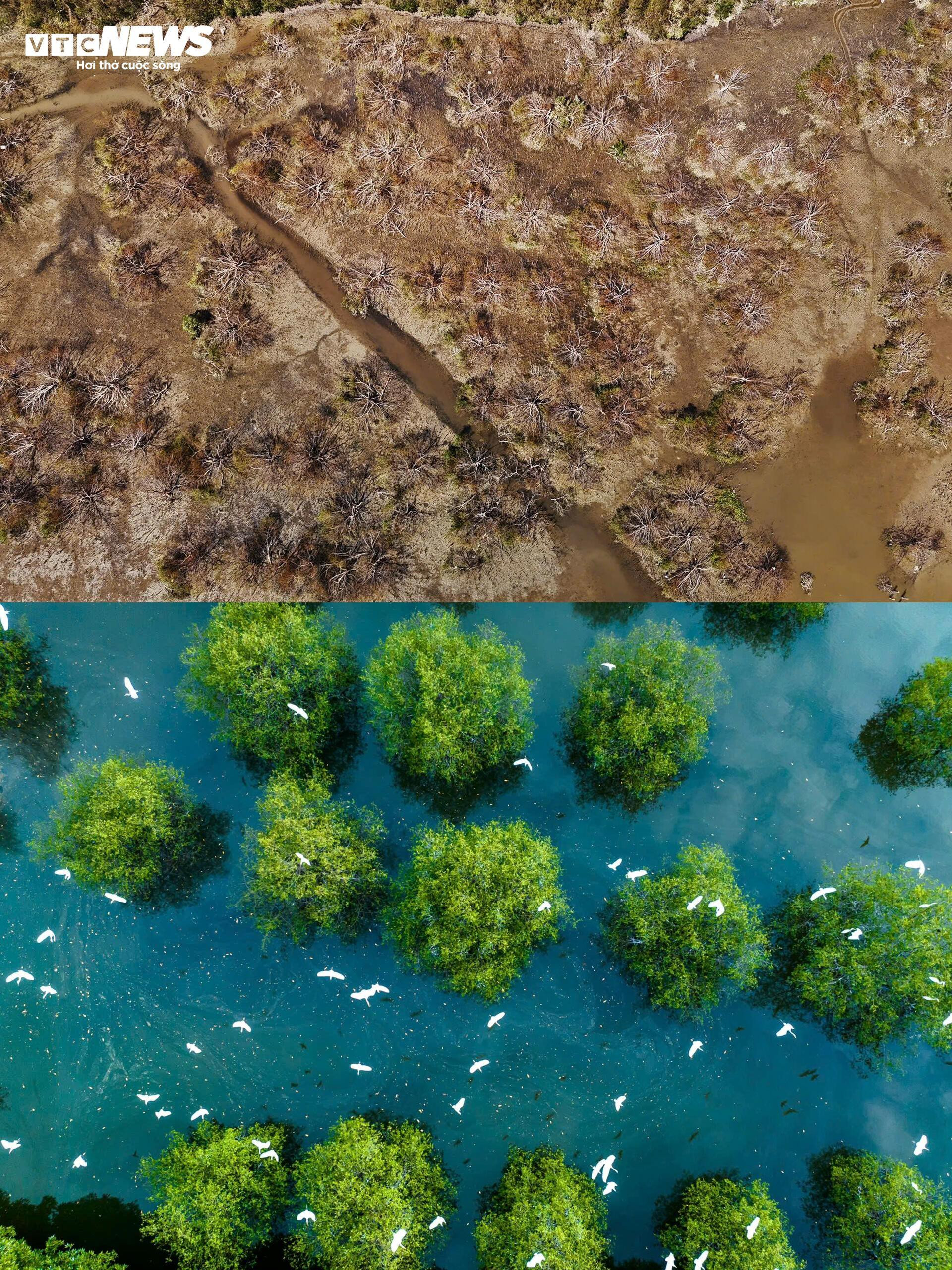 ‘Ốc đảo xanh’ tại Gia Lai sau bão Kalmaegi: Người mất nhà, chim mất tổ- Ảnh 10.