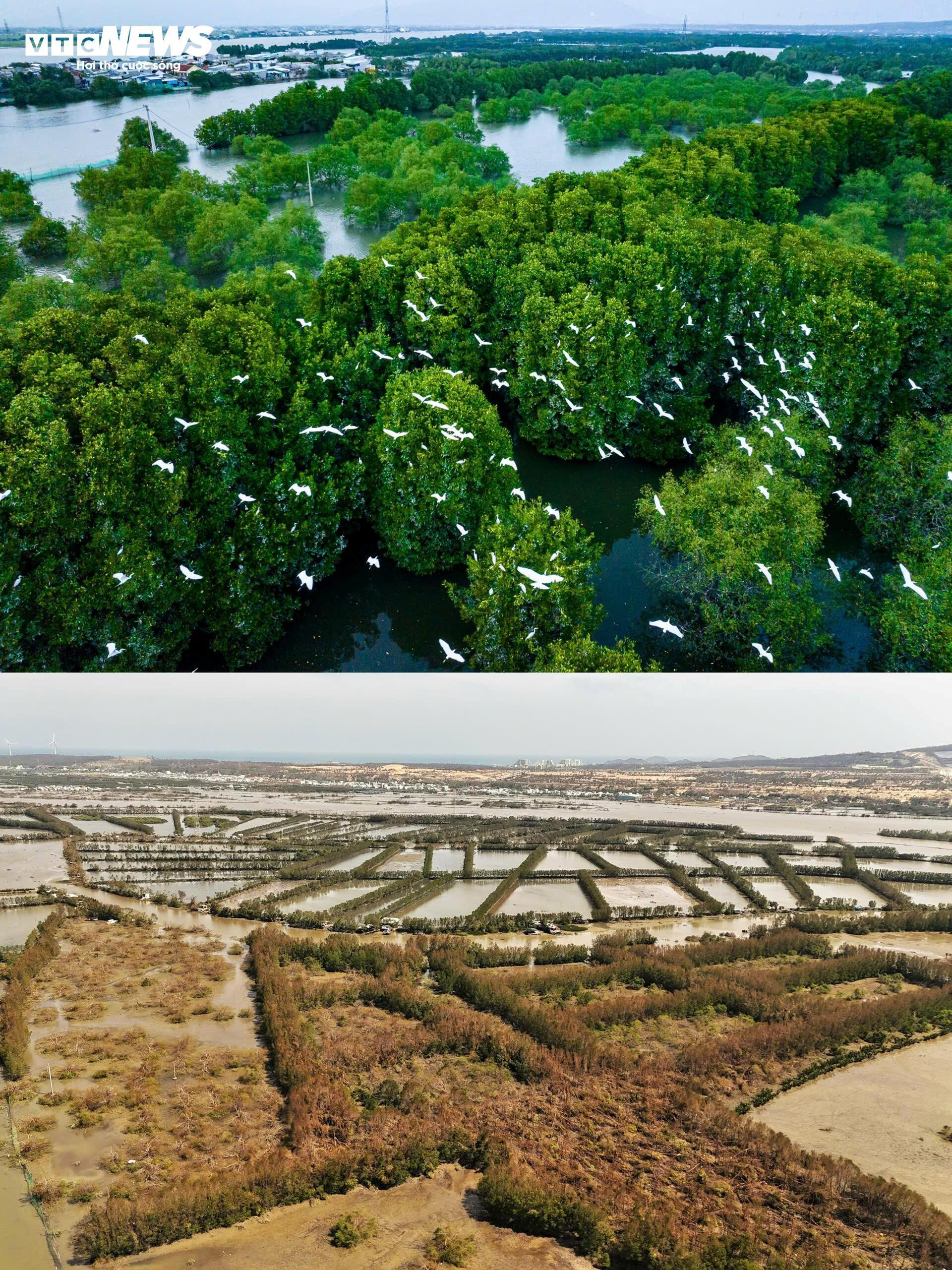 ‘Ốc đảo xanh’ tại Gia Lai sau bão Kalmaegi: Người mất nhà, chim mất tổ- Ảnh 9.