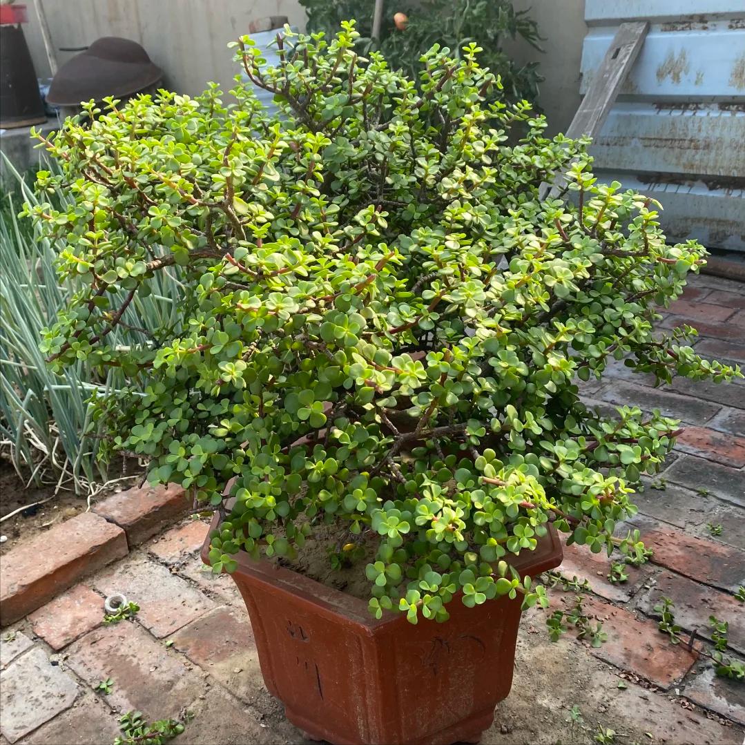 Tôi buộc phải bỏ cây ngọc bích đã trồng suốt 8 năm: Bốn lý do khiến “cây tài lộc” trở thành gánh nặng trong nhà- Ảnh 2.