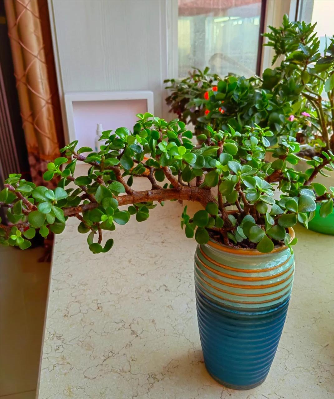 Tôi buộc phải bỏ cây ngọc bích đã trồng suốt 8 năm: Bốn lý do khiến “cây tài lộc” trở thành gánh nặng trong nhà- Ảnh 4.