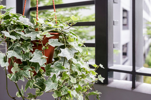 5 loại cây lọc sạch không khí NASA khuyên trồng, Việt Nam rất sẵn: Cực dễ sống- Ảnh 1.