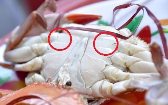 Ghẹ đỏ - ghẹ xanh khác gì nhau? Đi chợ phải nhớ 3 mẹo này để chọn hàng chất lượng- Ảnh 4. Ghẹ đỏ - ghẹ xanh khác gì nhau? Đi chợ phải nhớ 3 mẹo này để chọn hàng chất lượng- Ảnh 4.