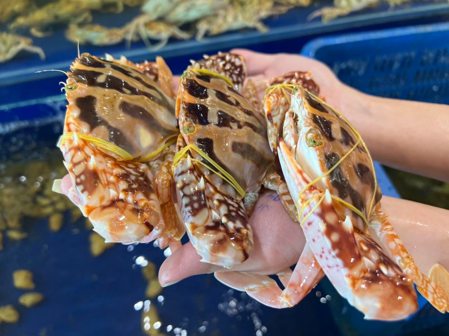 Ghẹ đỏ - ghẹ xanh khác gì nhau? Đi chợ phải nhớ 3 mẹo này để chọn hàng chất lượng- Ảnh 3. Ghẹ đỏ - ghẹ xanh khác gì nhau? Đi chợ phải nhớ 3 mẹo này để chọn hàng chất lượng- Ảnh 3.