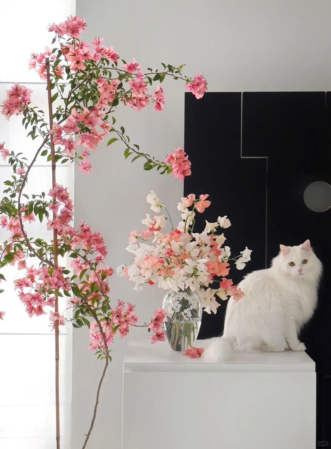 Tết 2026 có nên tậu một chậu hoa giấy bonsai về chưng nhà? Câu trả lời khiến ai yêu cây cũng “xiêu lòng”- Ảnh 3.