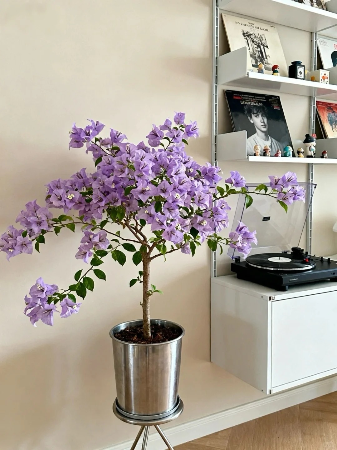 Tết 2026 có nên tậu một chậu hoa giấy bonsai về chưng nhà? Câu trả lời khiến ai yêu cây cũng “xiêu lòng”- Ảnh 36.