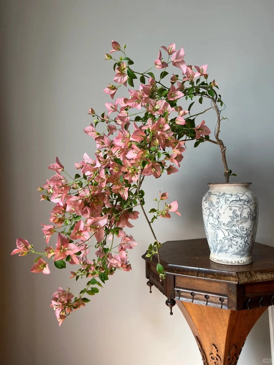 Tết 2026 có nên tậu một chậu hoa giấy bonsai về chưng nhà? Câu trả lời khiến ai yêu cây cũng “xiêu lòng”- Ảnh 25.