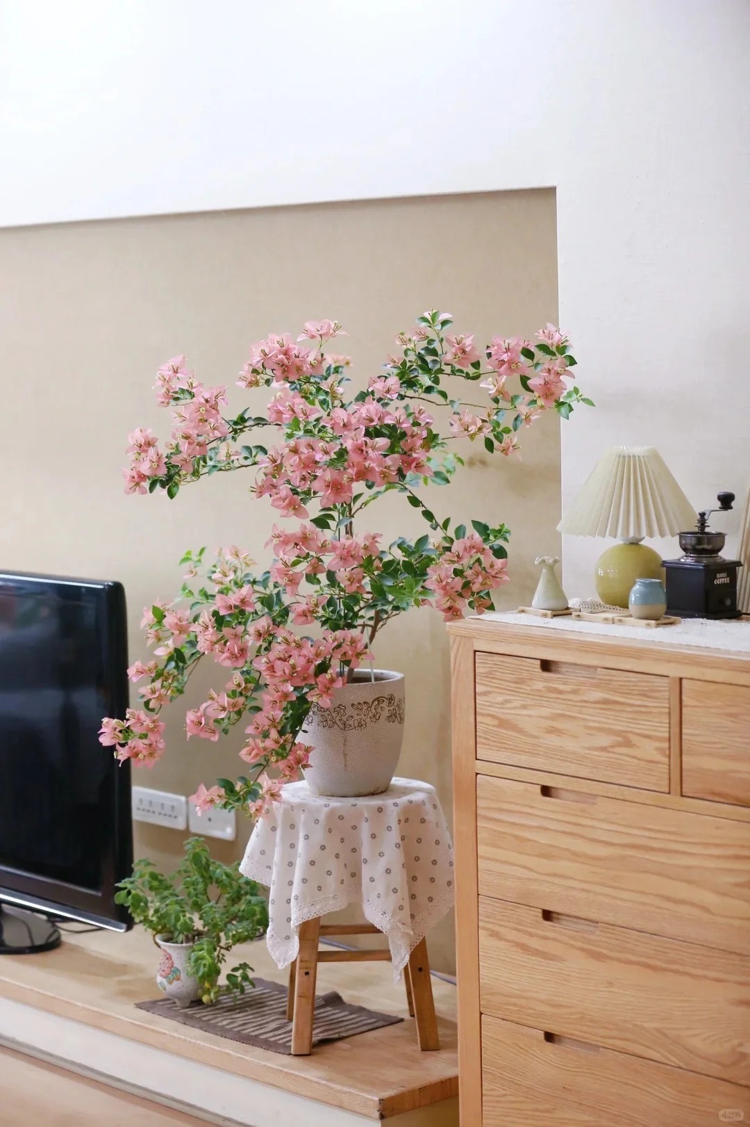 Tết 2026 có nên tậu một chậu hoa giấy bonsai về chưng nhà? Câu trả lời khiến ai yêu cây cũng “xiêu lòng”- Ảnh 4.