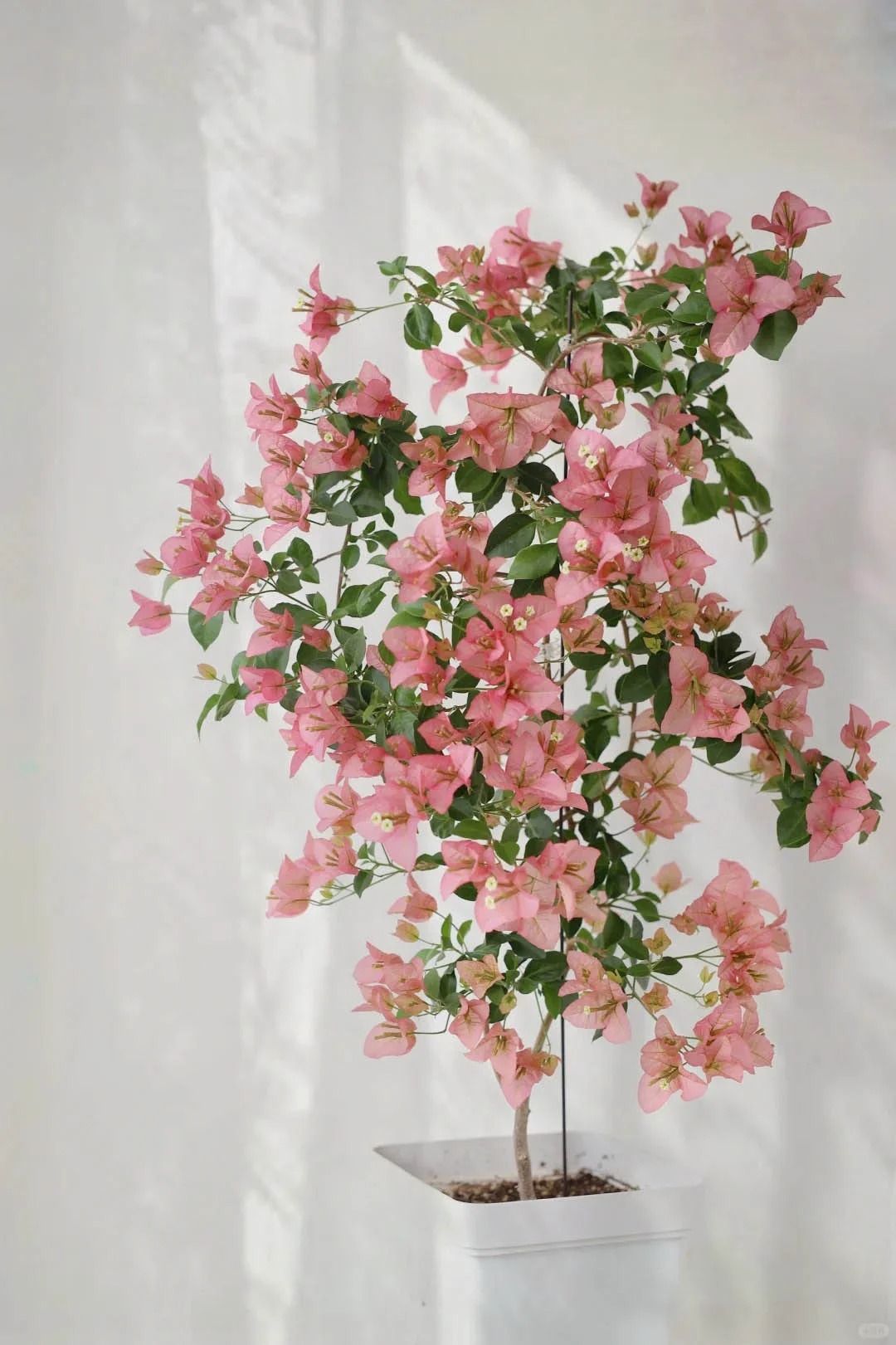 Tết 2026 có nên tậu một chậu hoa giấy bonsai về chưng nhà? Câu trả lời khiến ai yêu cây cũng “xiêu lòng”- Ảnh 5.