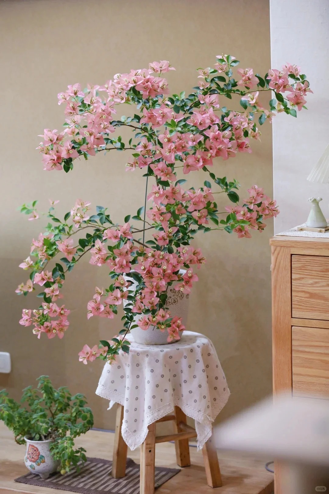 Tết 2026 có nên tậu một chậu hoa giấy bonsai về chưng nhà? Câu trả lời khiến ai yêu cây cũng “xiêu lòng”- Ảnh 6.