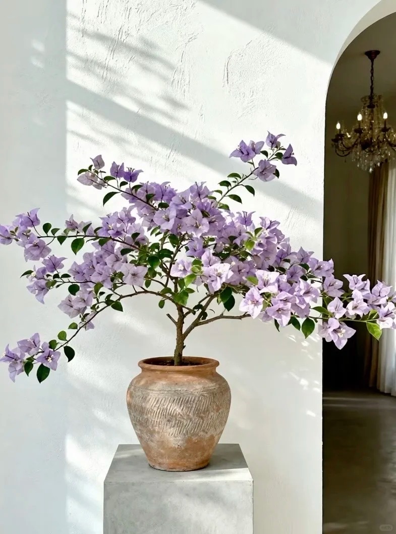 Tết 2026 có nên tậu một chậu hoa giấy bonsai về chưng nhà? Câu trả lời khiến ai yêu cây cũng “xiêu lòng”- Ảnh 27.