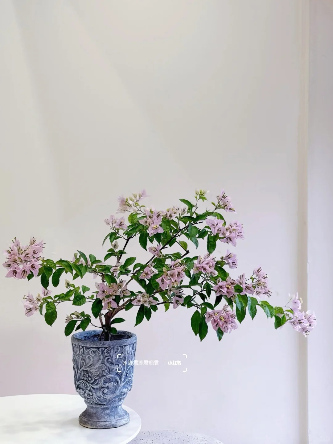 Tết 2026 có nên tậu một chậu hoa giấy bonsai về chưng nhà? Câu trả lời khiến ai yêu cây cũng “xiêu lòng”- Ảnh 28.