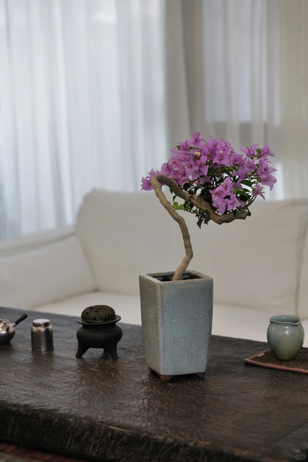 Tết 2026 có nên tậu một chậu hoa giấy bonsai về chưng nhà? Câu trả lời khiến ai yêu cây cũng “xiêu lòng”- Ảnh 29.