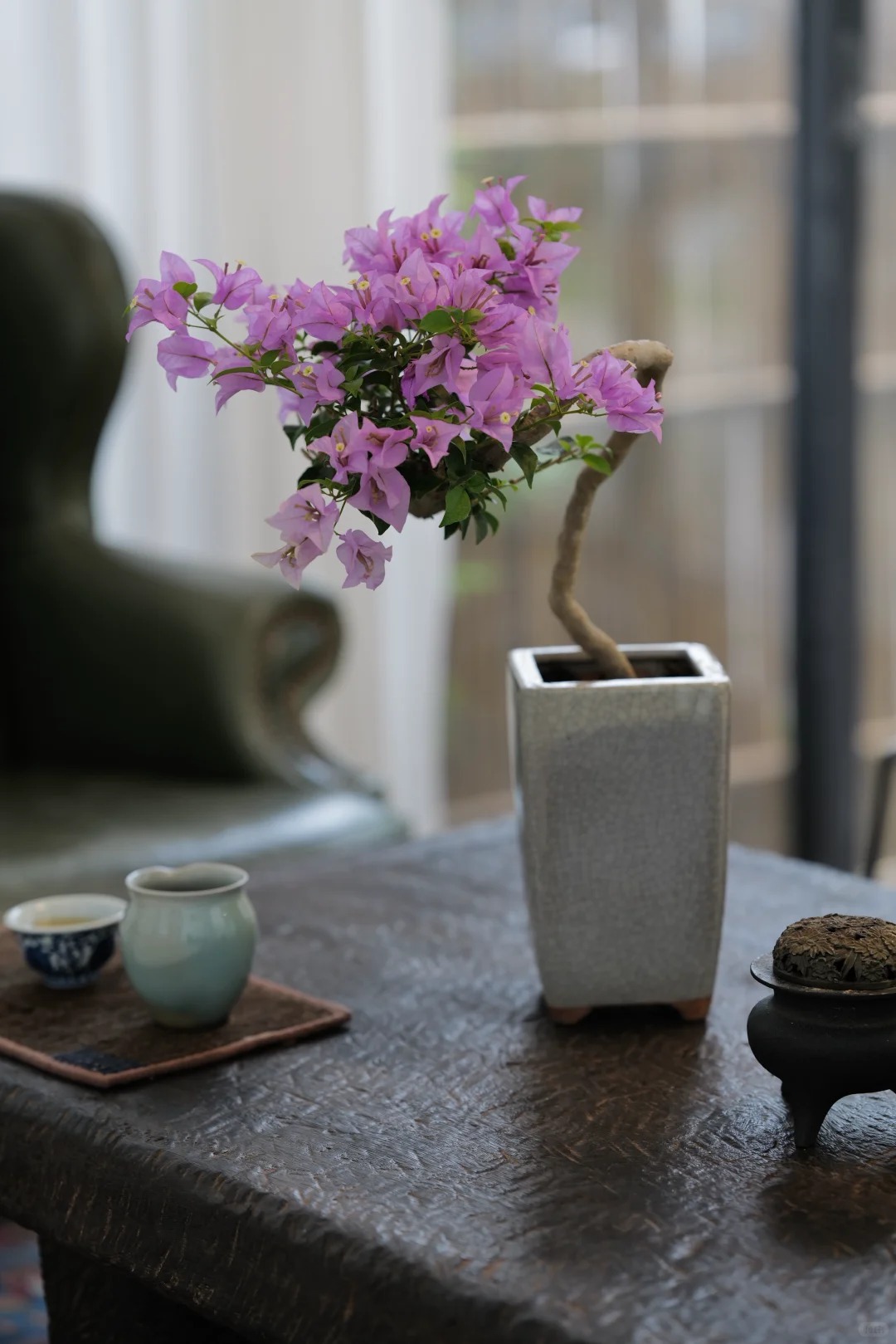 Tết 2026 có nên tậu một chậu hoa giấy bonsai về chưng nhà? Câu trả lời khiến ai yêu cây cũng “xiêu lòng”- Ảnh 30.