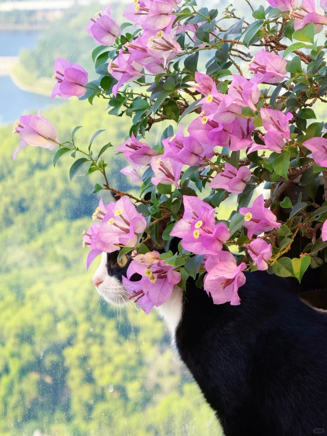 Tết 2026 có nên tậu một chậu hoa giấy bonsai về chưng nhà? Câu trả lời khiến ai yêu cây cũng “xiêu lòng”- Ảnh 19.