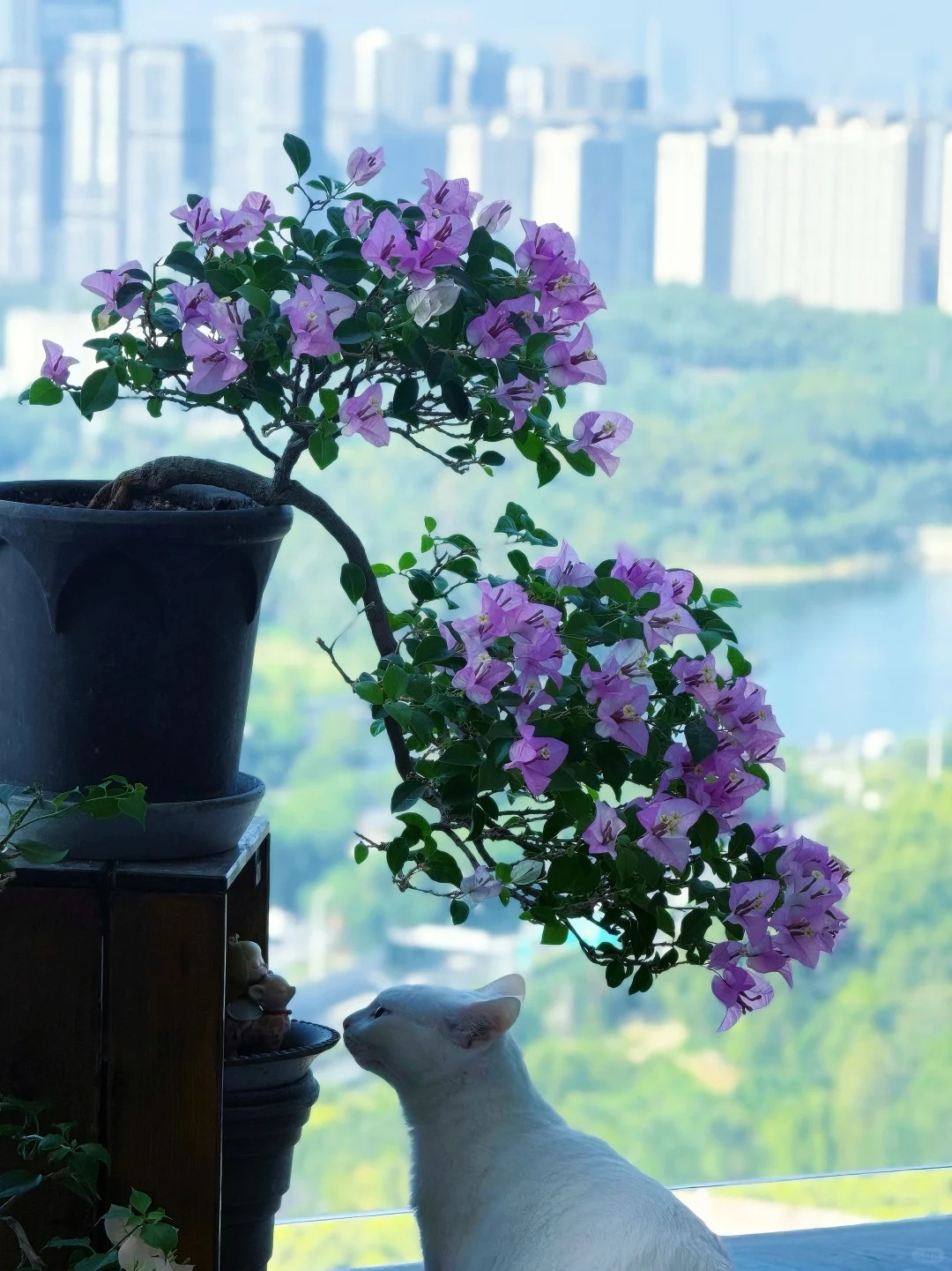 Tết 2026 có nên tậu một chậu hoa giấy bonsai về chưng nhà? Câu trả lời khiến ai yêu cây cũng “xiêu lòng”- Ảnh 20.