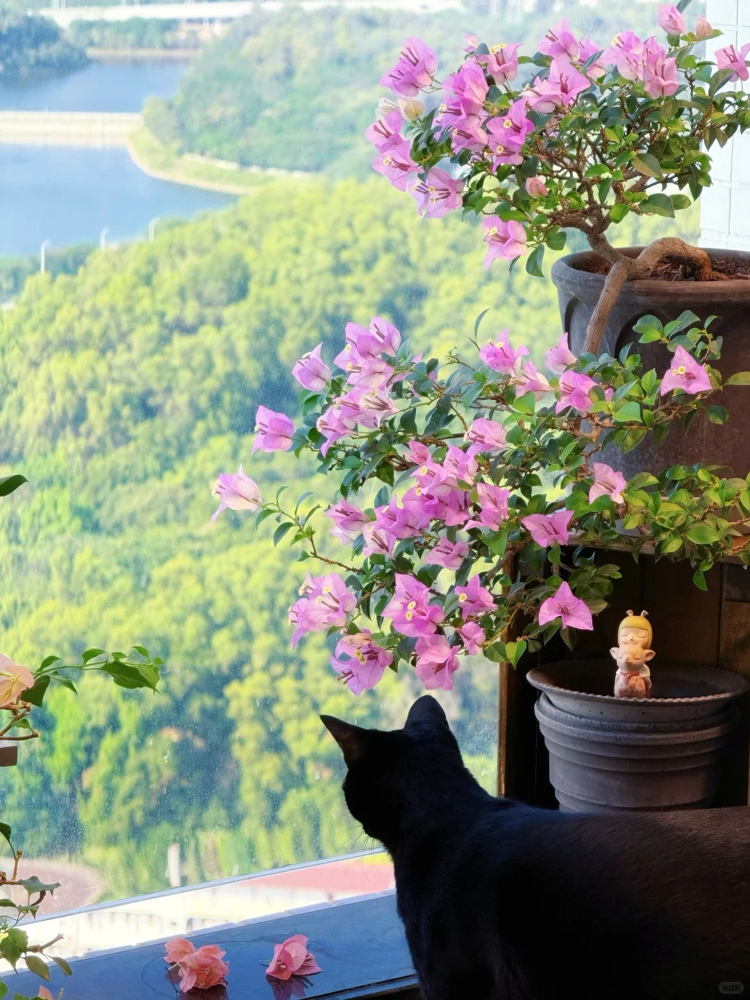 Tết 2026 có nên tậu một chậu hoa giấy bonsai về chưng nhà? Câu trả lời khiến ai yêu cây cũng “xiêu lòng”- Ảnh 21.