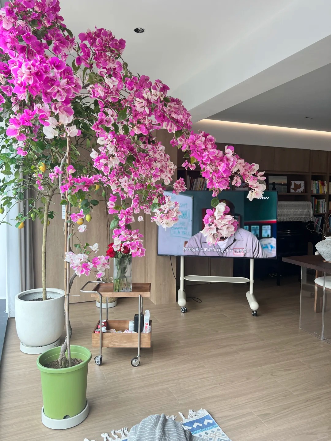 Tết 2026 có nên tậu một chậu hoa giấy bonsai về chưng nhà? Câu trả lời khiến ai yêu cây cũng “xiêu lòng”- Ảnh 31.