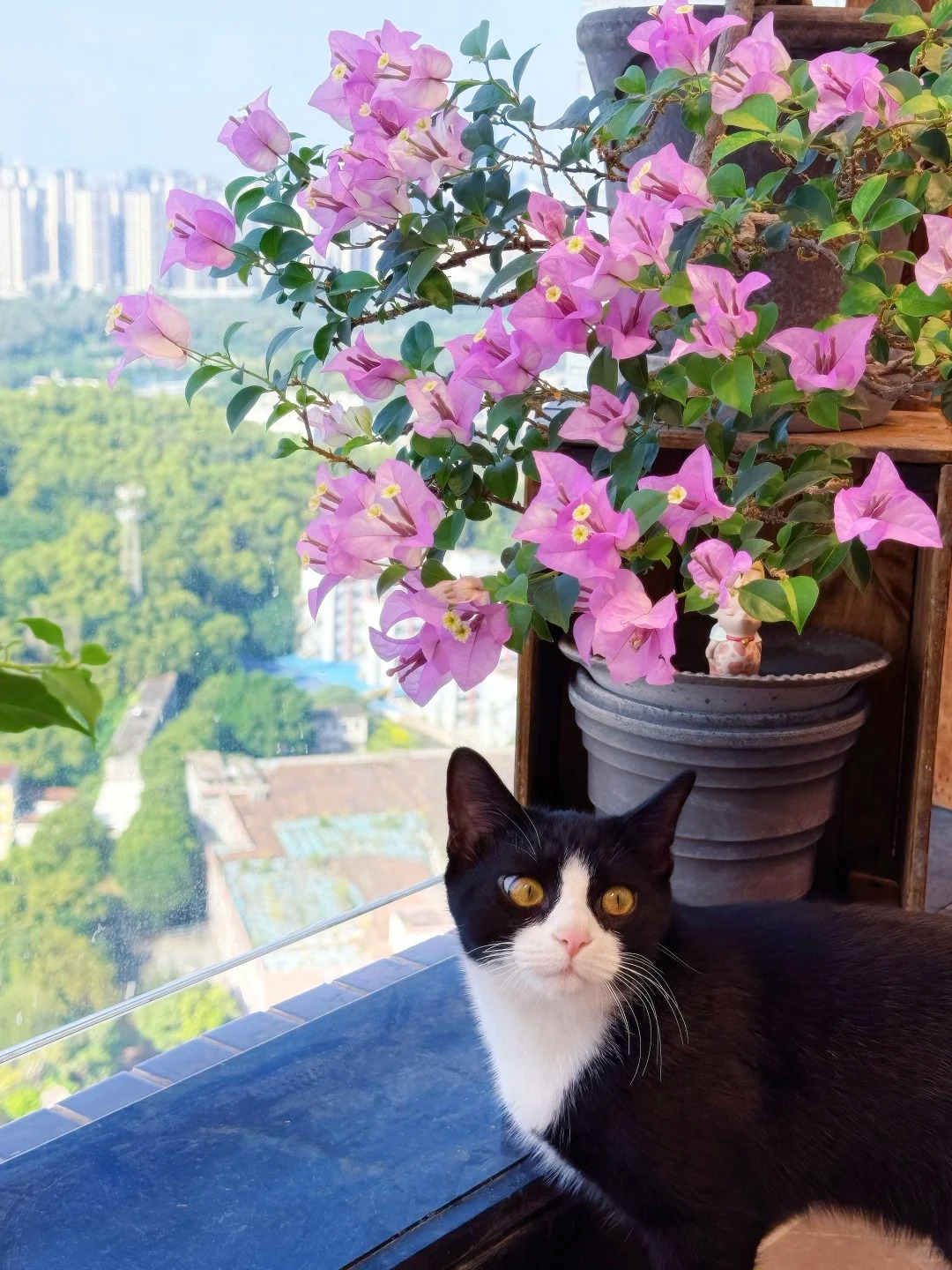 Tết 2026 có nên tậu một chậu hoa giấy bonsai về chưng nhà? Câu trả lời khiến ai yêu cây cũng “xiêu lòng”- Ảnh 23.