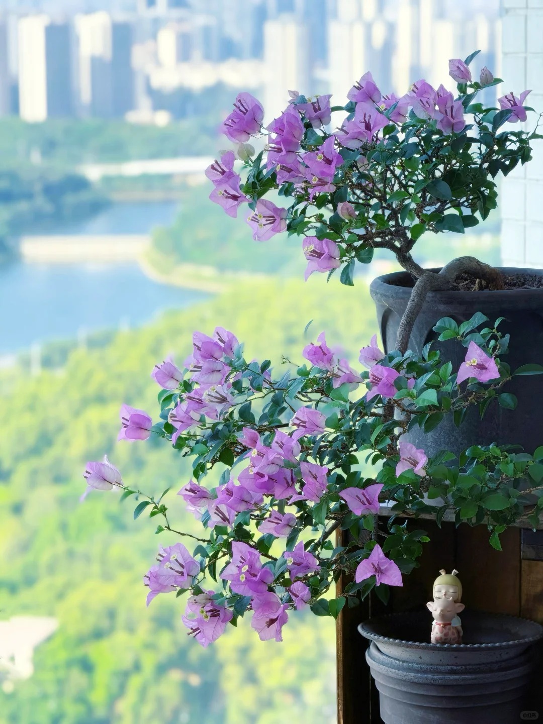 Tết 2026 có nên tậu một chậu hoa giấy bonsai về chưng nhà? Câu trả lời khiến ai yêu cây cũng “xiêu lòng”- Ảnh 24.