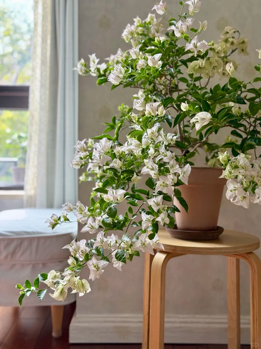 Tết 2026 có nên tậu một chậu hoa giấy bonsai về chưng nhà? Câu trả lời khiến ai yêu cây cũng “xiêu lòng”- Ảnh 13.