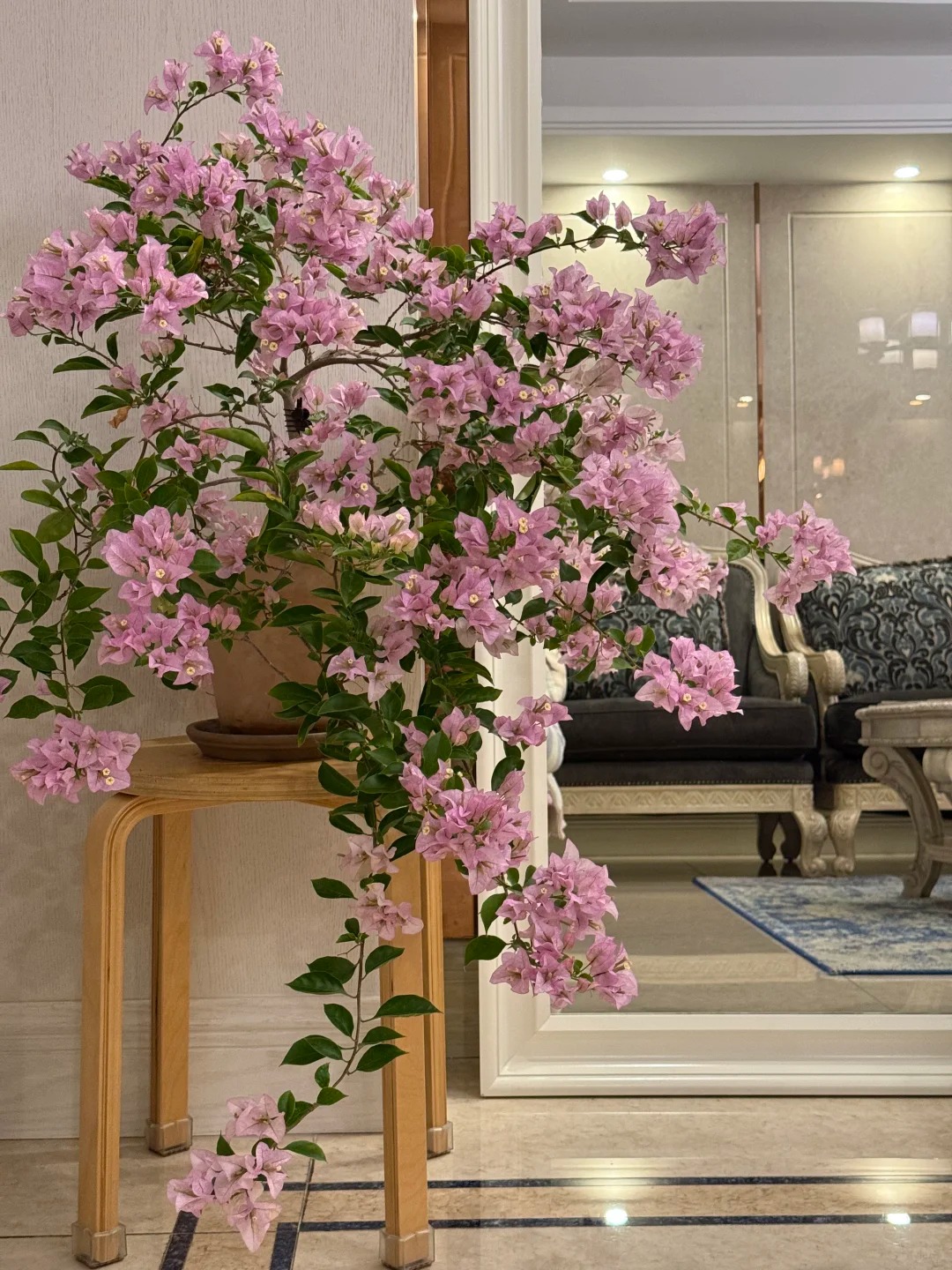 Tết 2026 có nên tậu một chậu hoa giấy bonsai về chưng nhà? Câu trả lời khiến ai yêu cây cũng “xiêu lòng”- Ảnh 14.