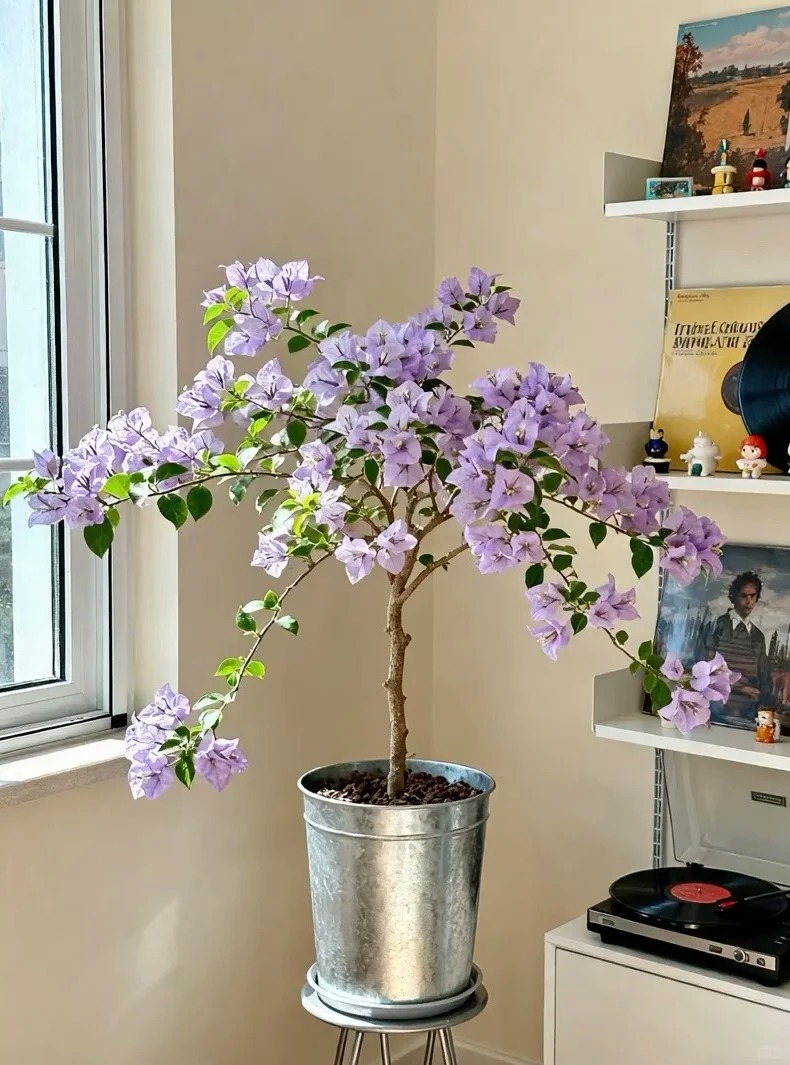 Tết 2026 có nên tậu một chậu hoa giấy bonsai về chưng nhà? Câu trả lời khiến ai yêu cây cũng “xiêu lòng”- Ảnh 15.