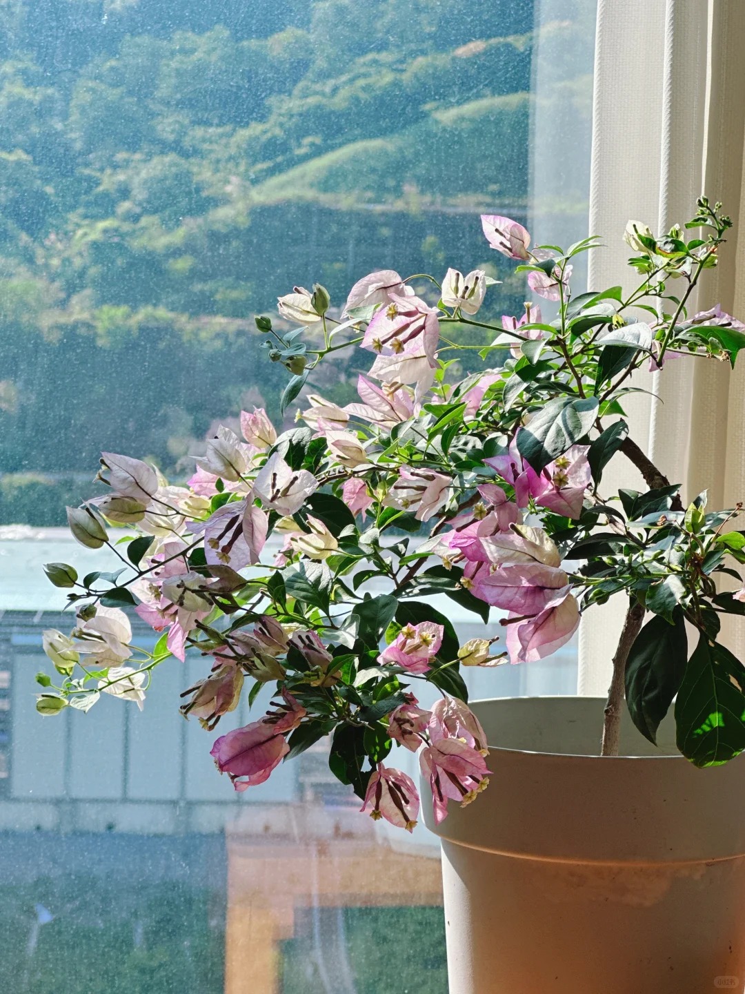 Tết 2026 có nên tậu một chậu hoa giấy bonsai về chưng nhà? Câu trả lời khiến ai yêu cây cũng “xiêu lòng”- Ảnh 16.