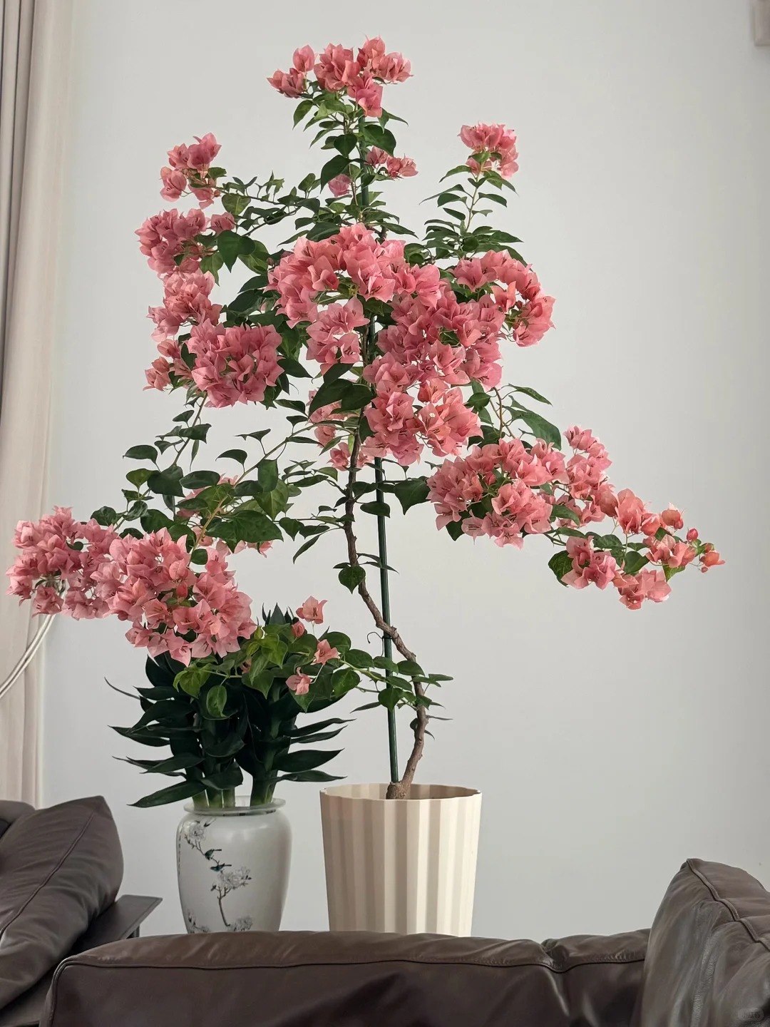 Tết 2026 có nên tậu một chậu hoa giấy bonsai về chưng nhà? Câu trả lời khiến ai yêu cây cũng “xiêu lòng”- Ảnh 17.